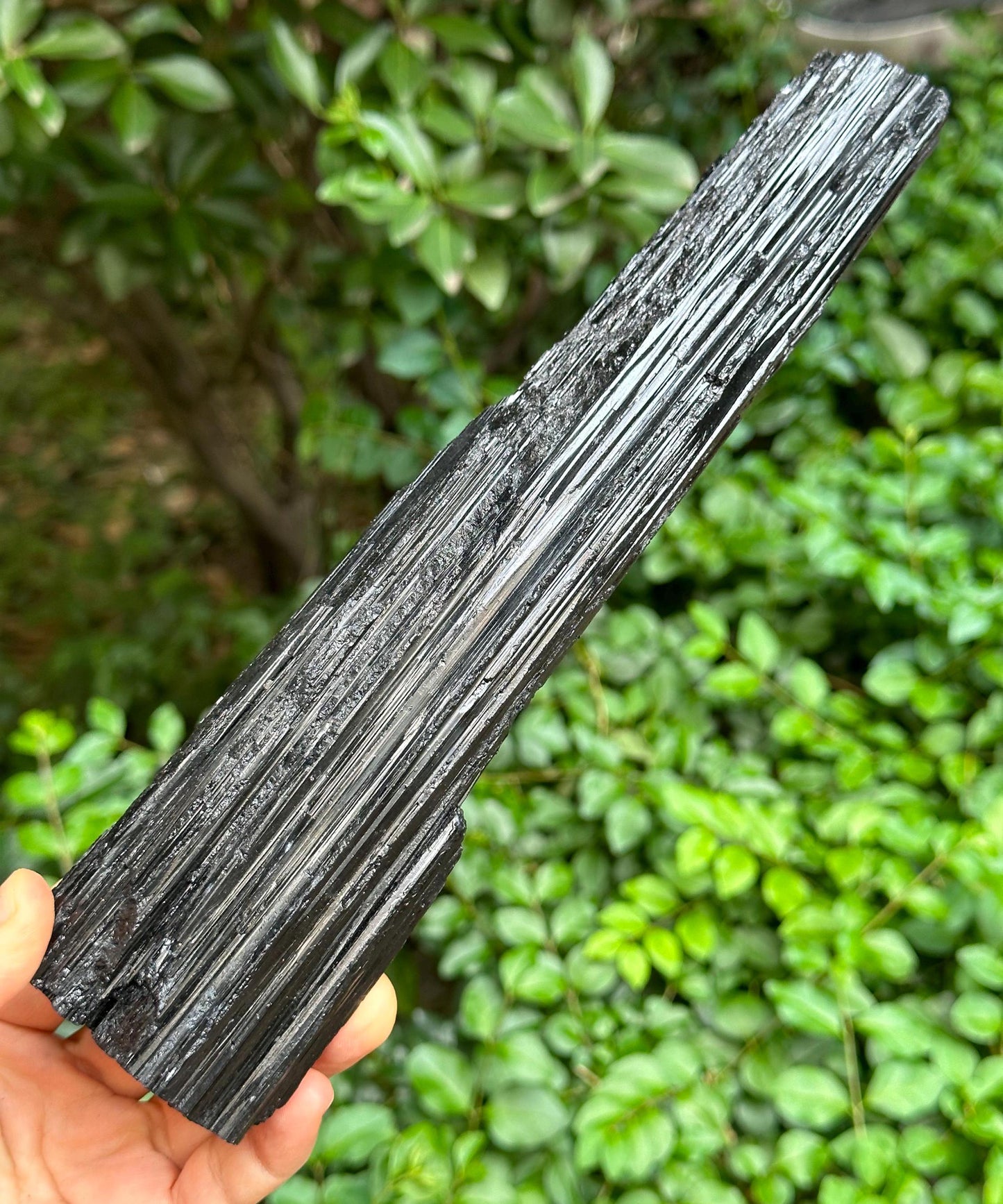 9.5" EXTRA LONG Raw Black Tourmaline Crystal/Shining Tourmaline Specimen/Rough Tourmaline Specimen/Collection/Meditation/Healing-699 g