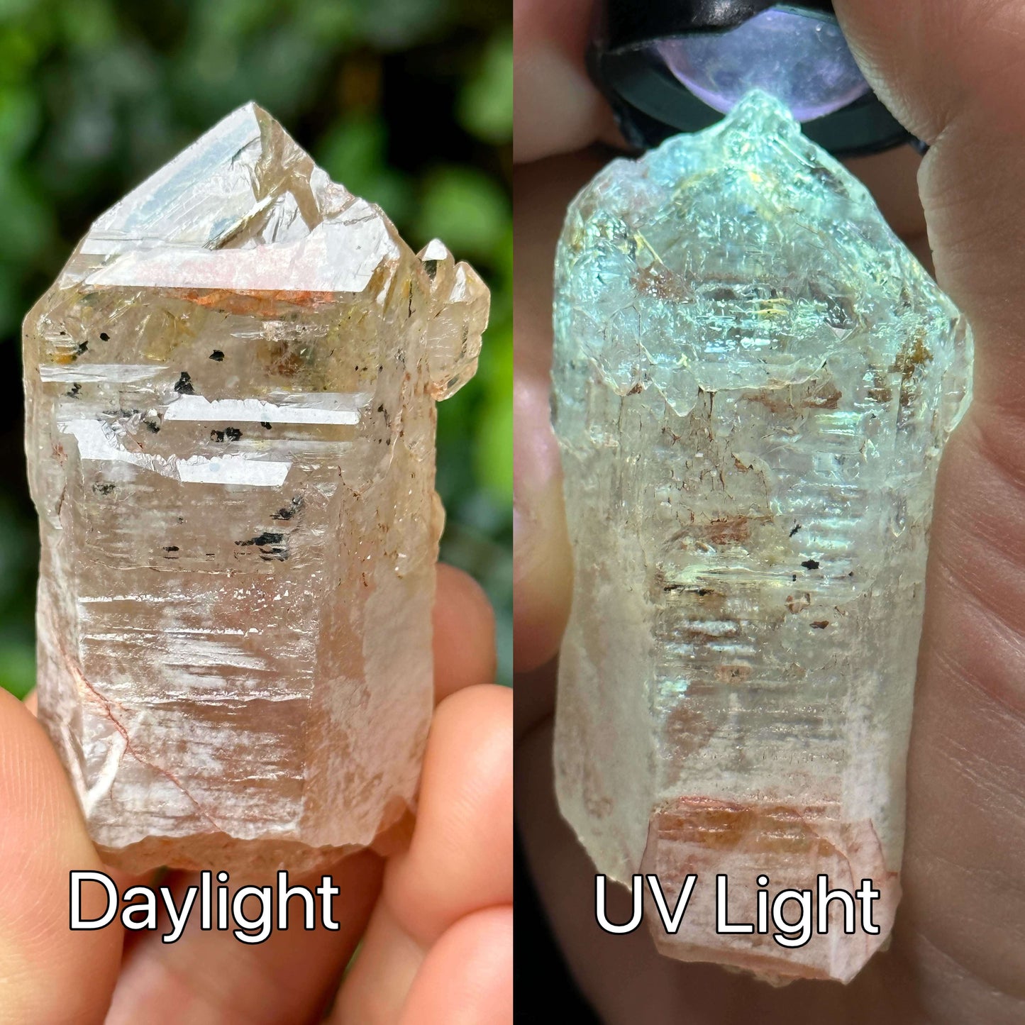 Fluorescent Skeletal Nirvana Quartz Crystal Point with Red Mud-from Madagascar Scepter crystal/Energy Quartz/Palm Stone Crystal- 61*33*24 mm 63 g