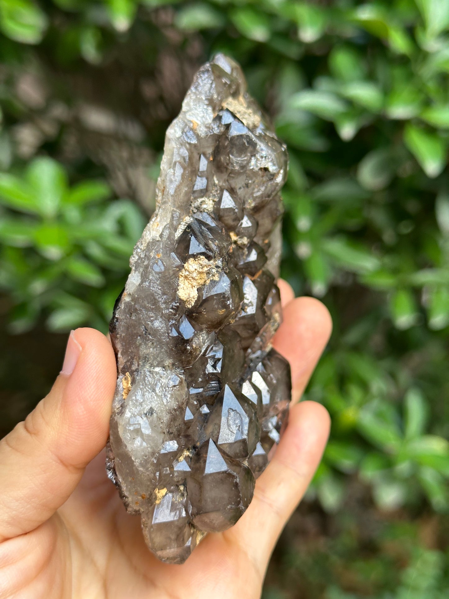 294 g Rare Double Terminated Double Sided Smokey Quartz Crystal Plate