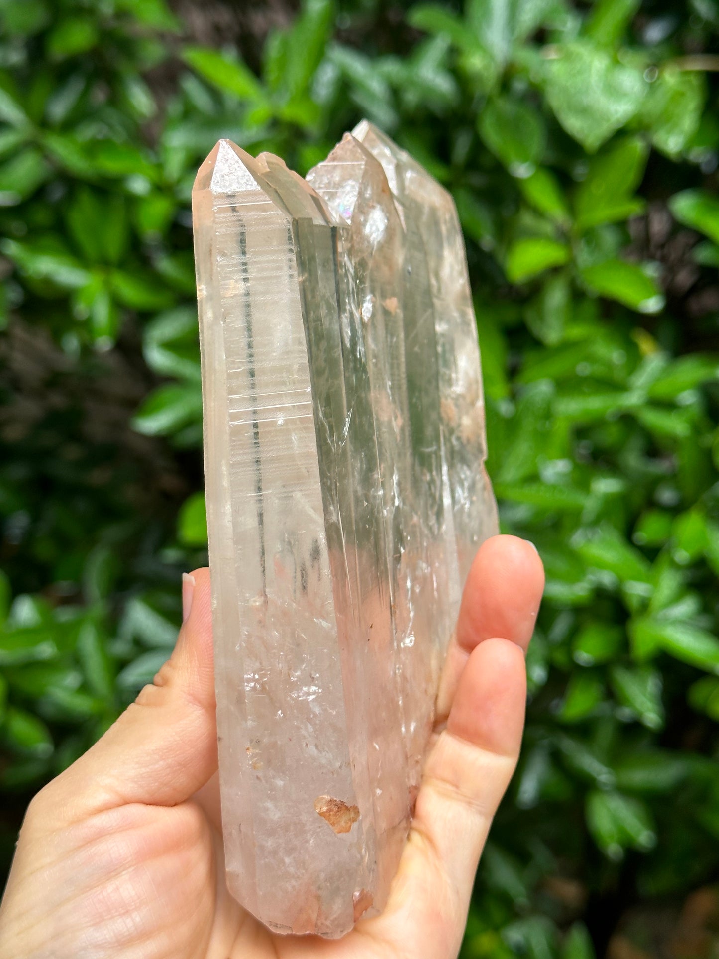 Rare Himalayan Tabular Multiple Quartz Crystals + wooden stand