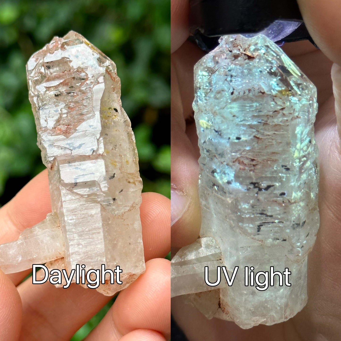 Rare Fluorescent Skeletal Enhydro Quartz Crystal Point with Red Mud-from Madagascar Scepter crystal/Energy Quartz-57*16*19mm 28g