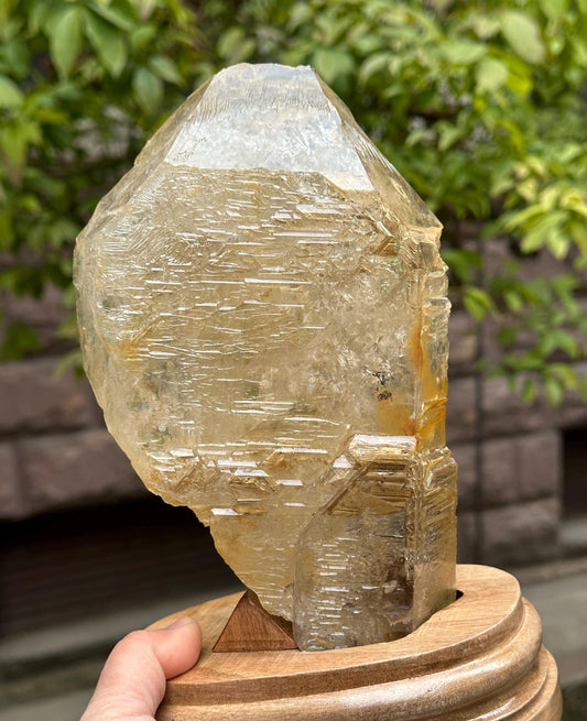 2.47 lbs Rare Himalayan Golden Skeletal Quartz Elestial Crystal Point With Golden Clay/Specimen/Super Energy Healing Crystals/Reiki-1114 g