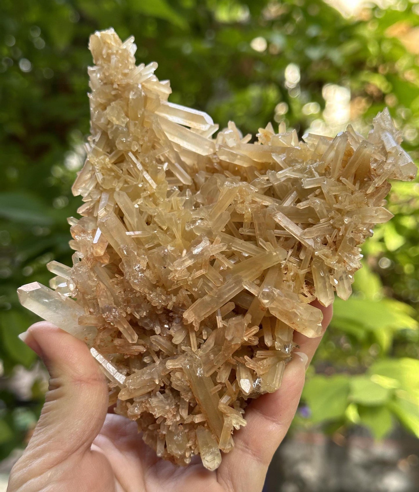 Natural Quartz Crystal Cluster with Amphibole Included/Golden Angel's Wing Rutile Crystal Specimen/Meditation Stone-418 g