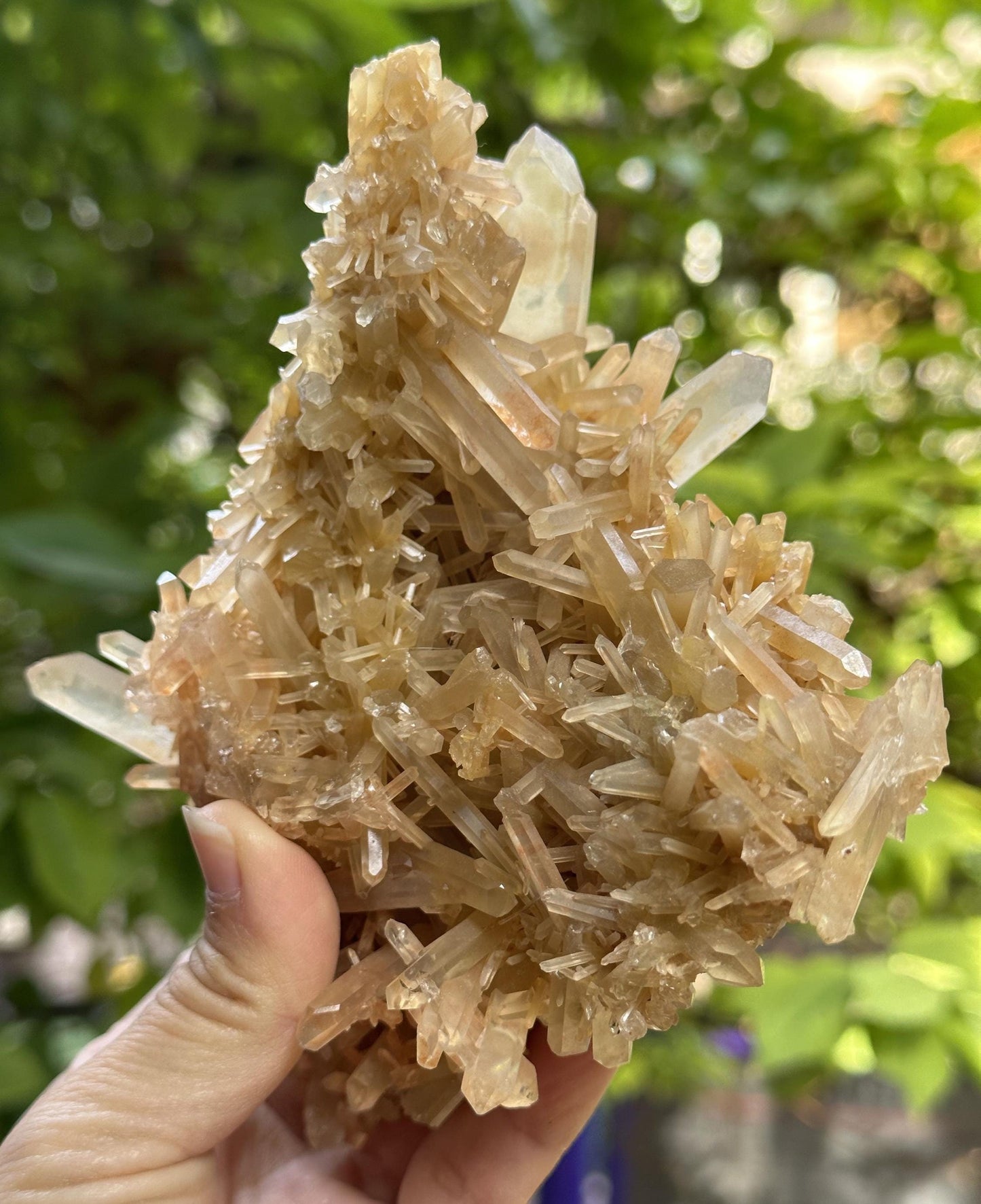 Natural Quartz Crystal Cluster with Amphibole Included/Golden Angel's Wing Rutile Crystal Specimen/Meditation Stone-418 g