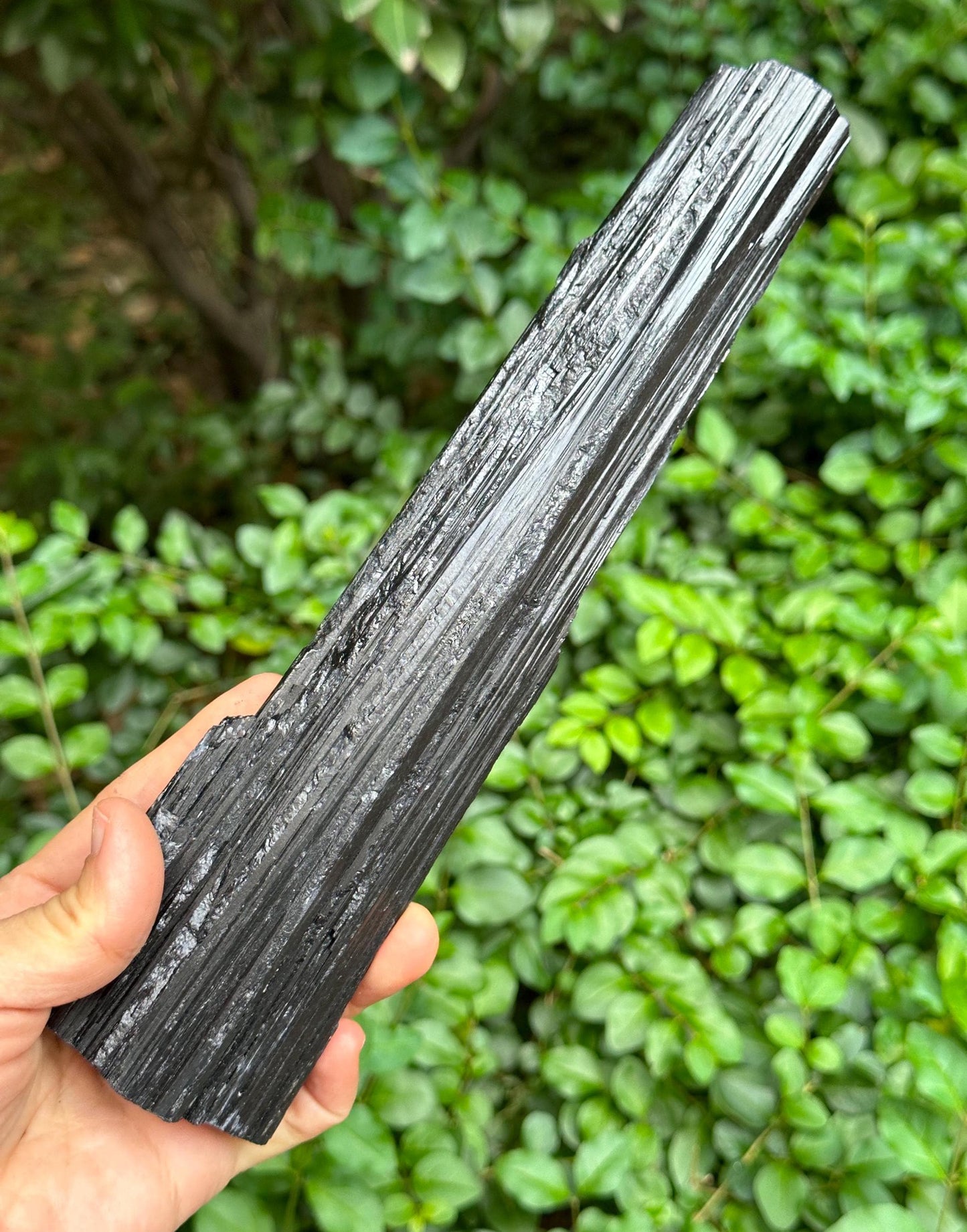 9.5" EXTRA LONG Raw Black Tourmaline Crystal/Shining Tourmaline Specimen/Rough Tourmaline Specimen/Collection/Meditation/Healing-699  g