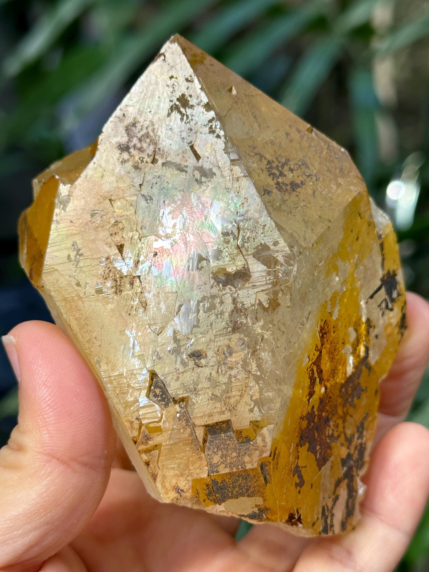 Rare Natural Rainbow Golden Himalayan Quartz Aura Crystal/Tibet Energy Crystal/Reiki/Healing/Meditation/Collection/Specimen-308 g