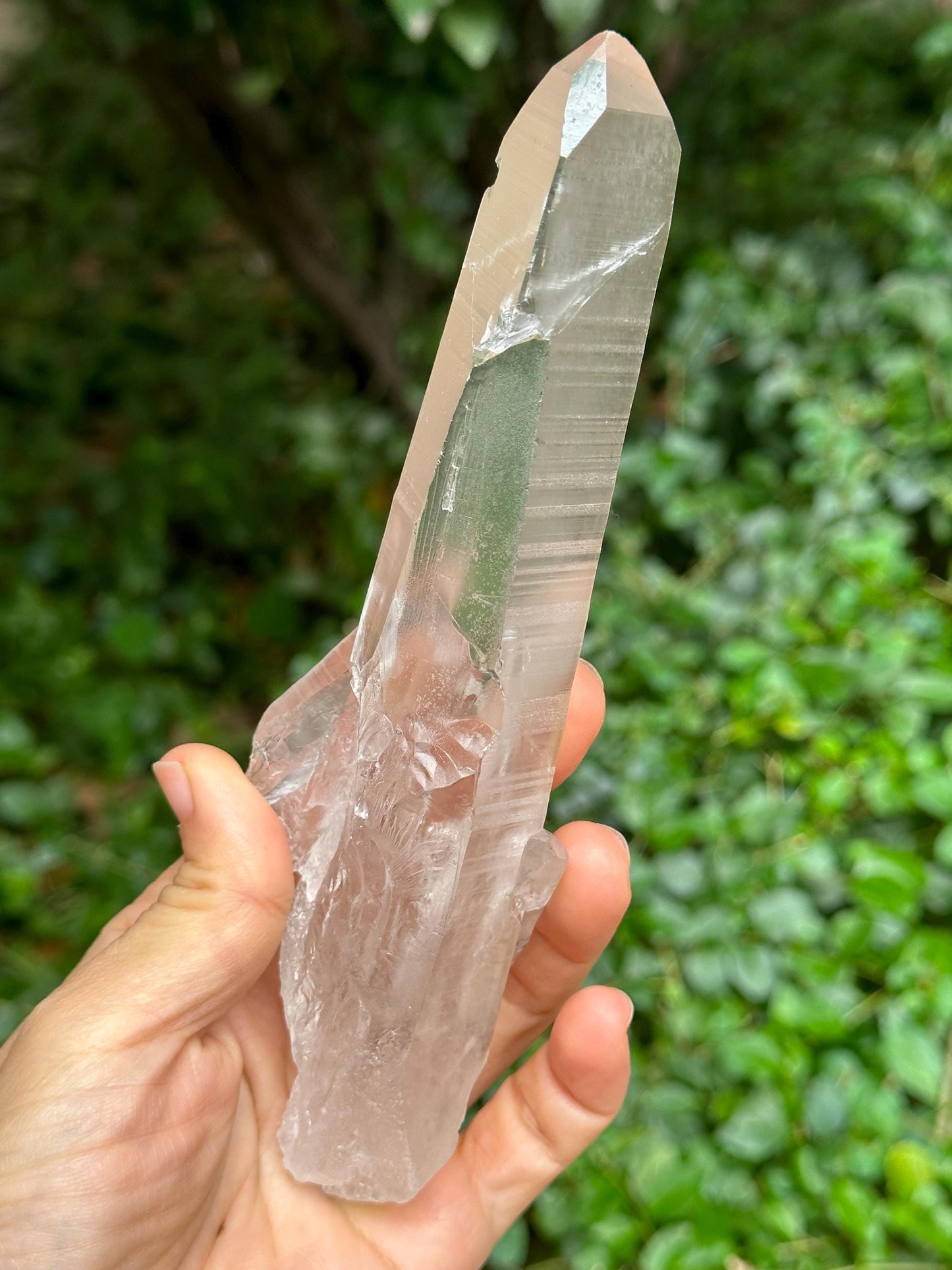 Clear Muzo Crystal Blue Needle Included Record-keeper Lemurian Seeds Quartz/Angel's Feather Laser Crystal/Akashic Striation/Meditation-229 g