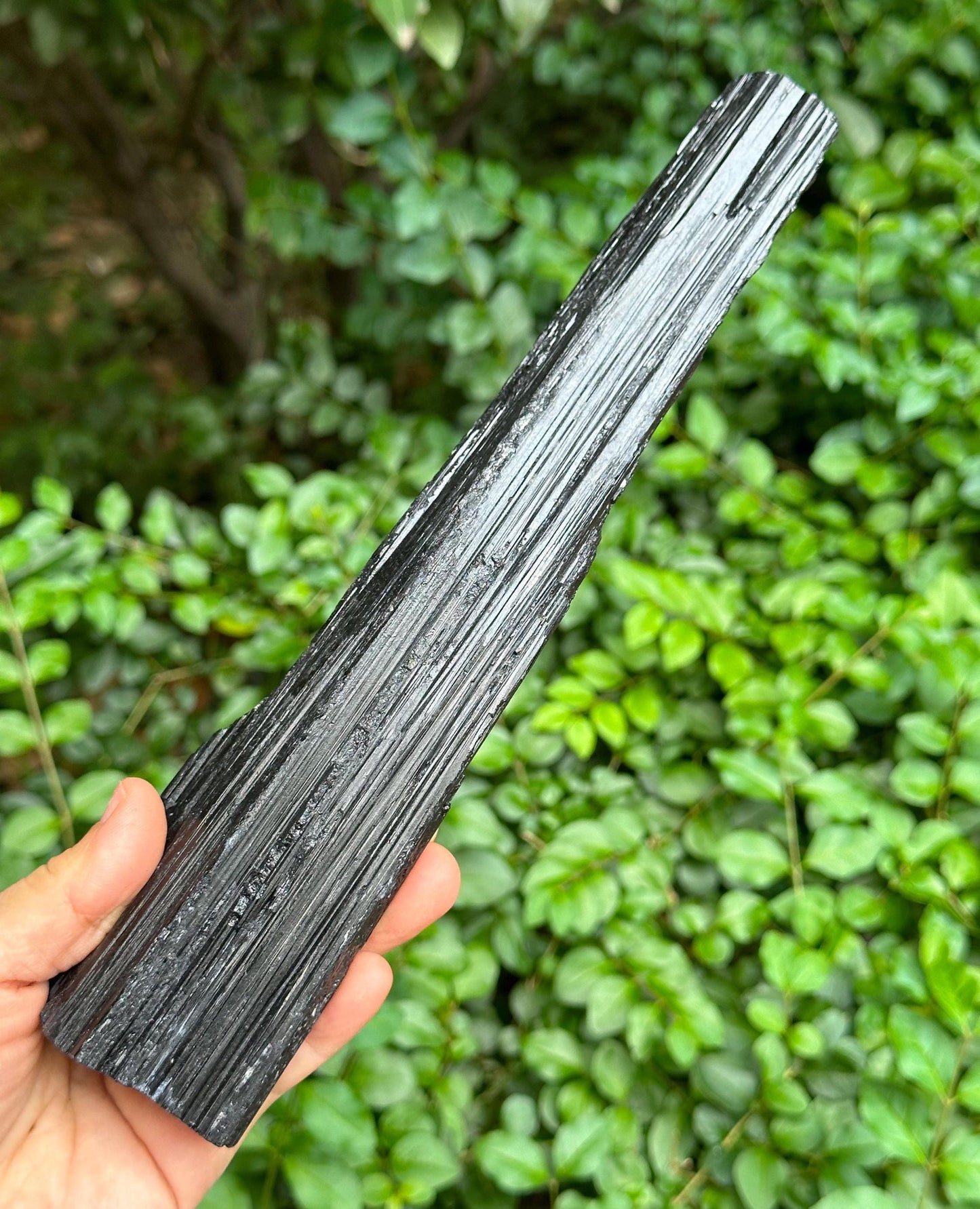 9.5" EXTRA LONG Raw Black Tourmaline Crystal/Shining Tourmaline Specimen/Rough Tourmaline Specimen/Collection/Meditation/Healing-699  g